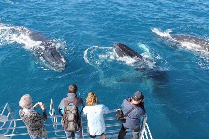 Whale Watching Excursion - Excursion Observation Des Baleines