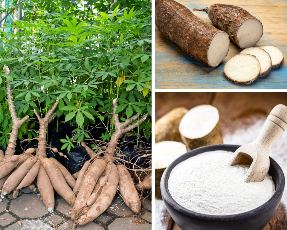 Cassava