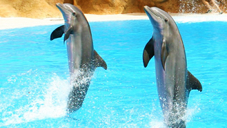 Swim with Dolphins