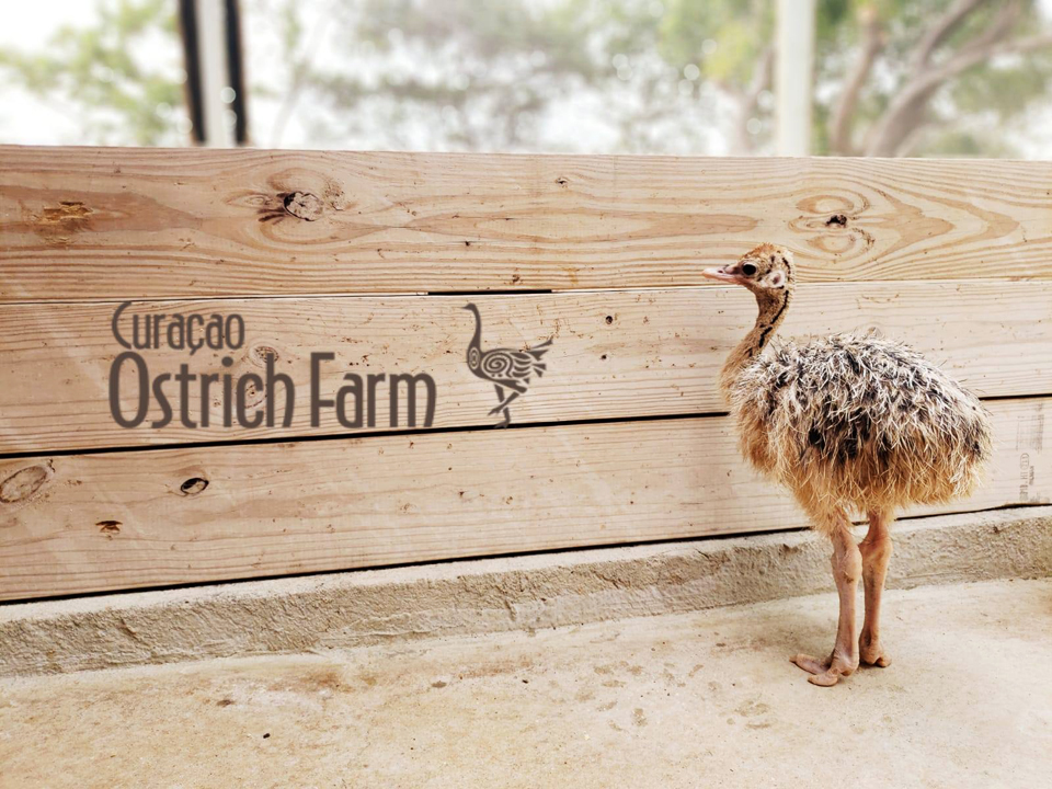 Curacao Ostrich Farm